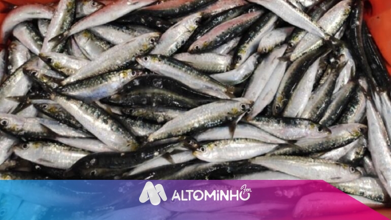 Pesca da sardinha reabre limitações Rádio Alto Minho