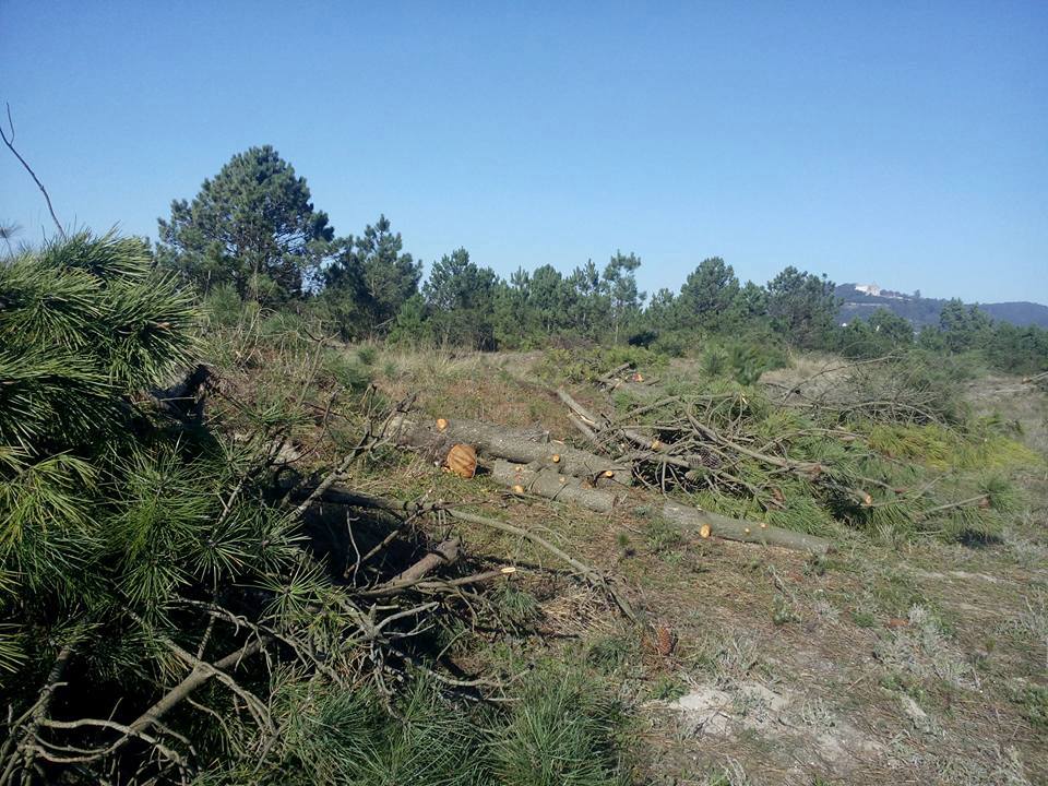 ICNF abate pinheiros doentes em duna de Viana do Castelo
