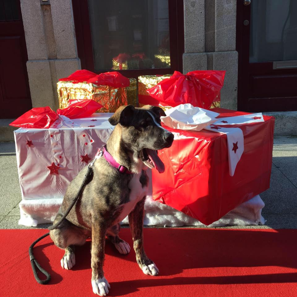 Bombeiros Voluntários de Viana têm ‘kit’ para salvar animais em situação de emergência