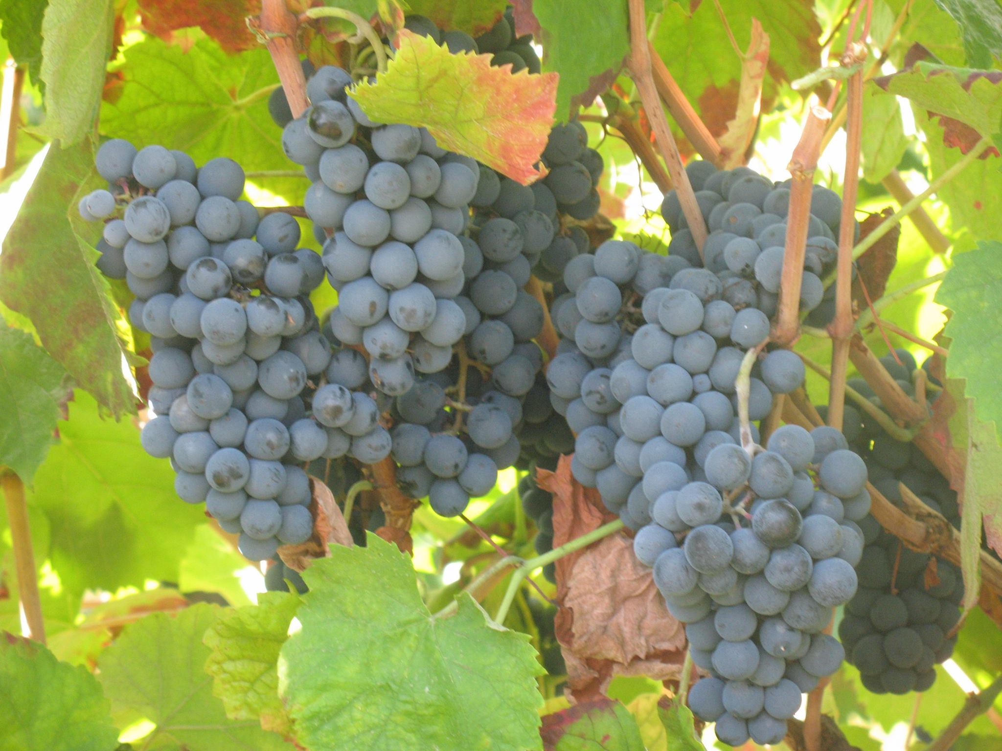 ARCOS DE VALDEVEZ: aprovada adesão à Associação de Municípios do Vinho