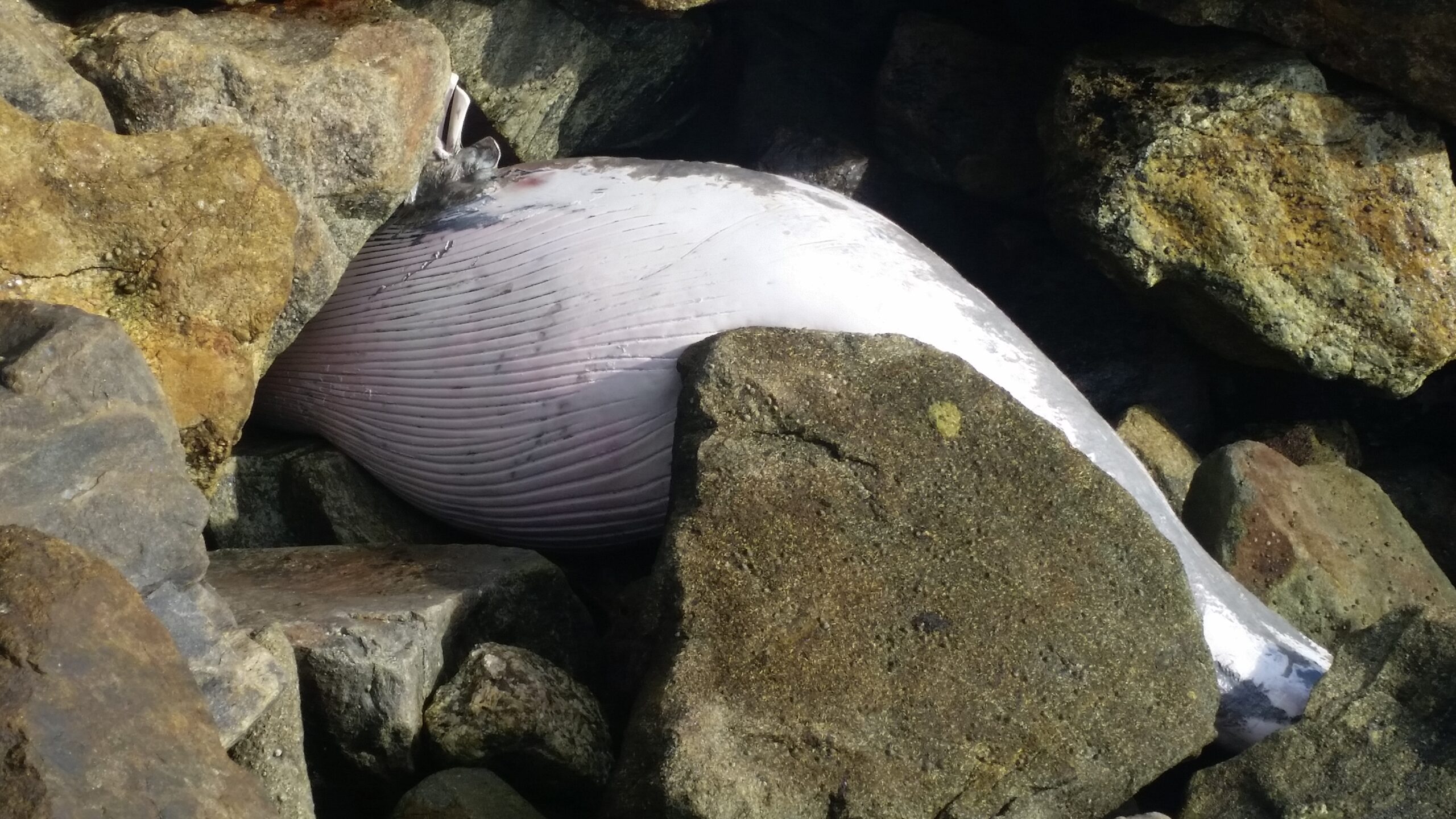 Carcaça de baleia dá à costa na Praia Norte em Viana