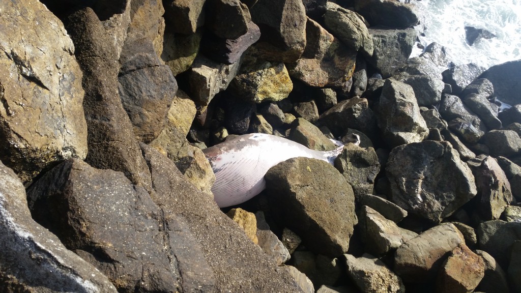 Carcaça de baleia dá à costa na Praia Norte em Viana