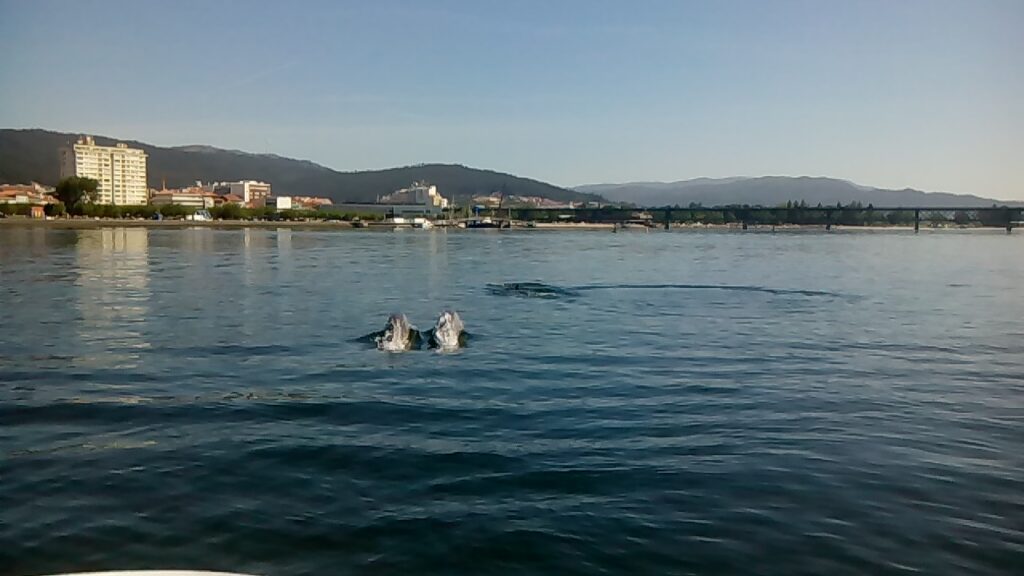 Golfinhos avistados hoje no rio Lima, em Viana (VIDEOS)