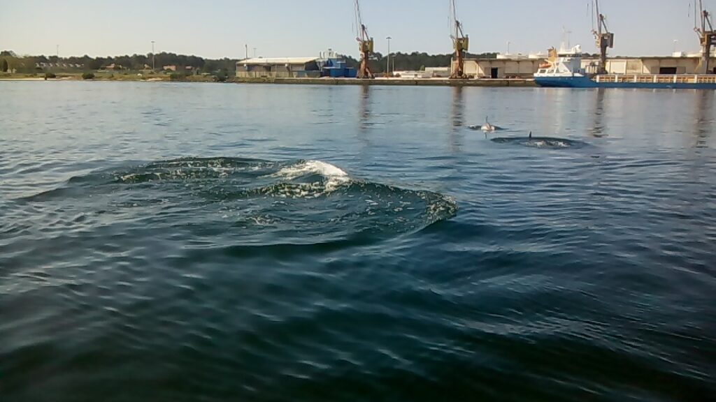 Golfinhos avistados hoje no rio Lima, em Viana (VIDEOS)