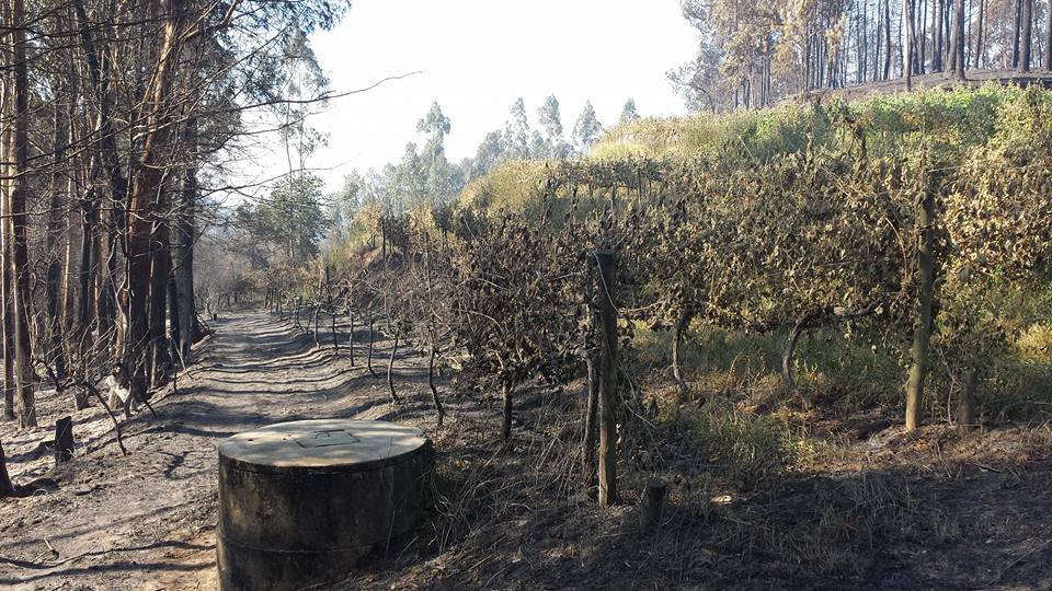 Fogo em Nogueira destrói “grande parte” da produção do vinho Phulia