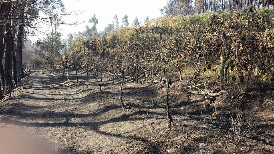 Fogo em Nogueira destrói “grande parte” da produção do vinho Phulia