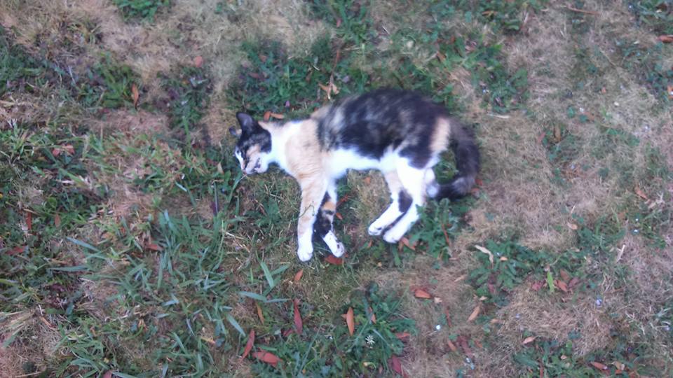Queixa-crime da Câmara de Viana contra incertos por envenenamento de gatos já deu entrada no Ministério Público