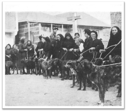 Cãominhada e Acãopamento assinalam 100 anos de concurso do cão Castro Laboreiro em Melgaço