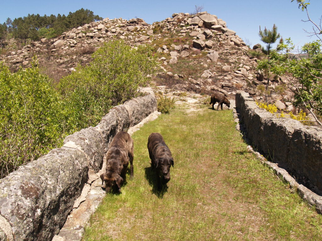 Cãominhada e Acãopamento assinalam 100 anos de concurso do cão Castro Laboreiro em Melgaço