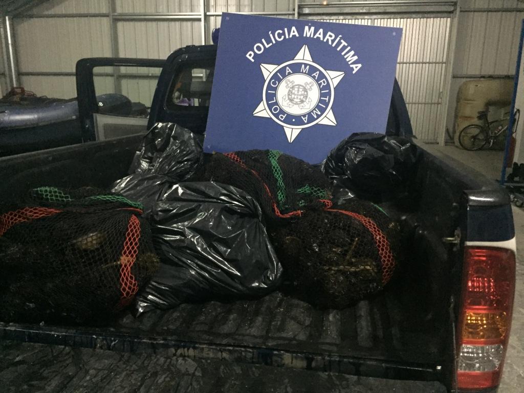 Polícia Marítima de Caminha apreende 167 quilos de ouriços-do-mar