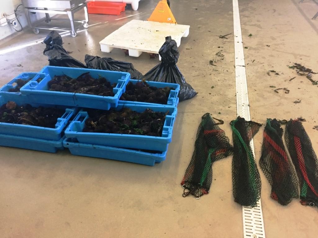Polícia Marítima de Caminha apreende 167 quilos de ouriços-do-mar