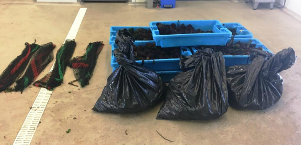 Polícia Marítima de Caminha apreende 167 quilos de ouriços-do-mar