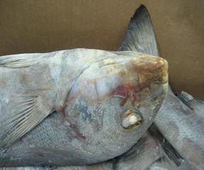 Apreendidas em entreposto frigorífico de Viana 18 toneladas de produtos de pesca congelados