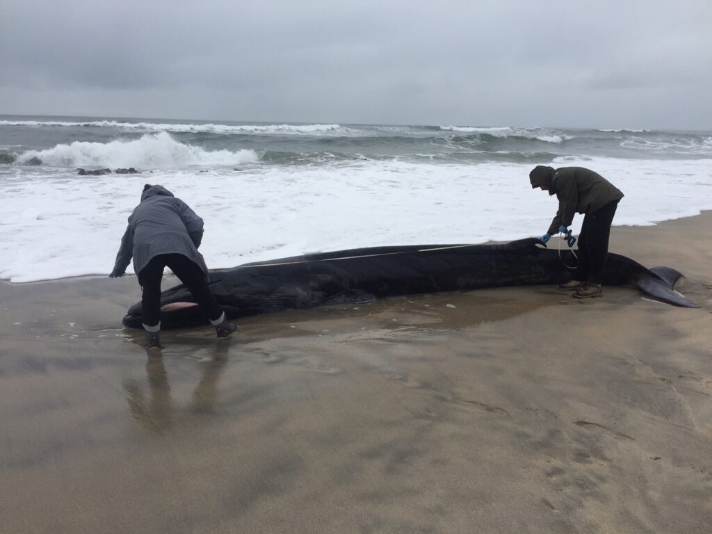 Praia de Paçô :Baleia bebé dá à costa com vida mas acaba por morrer apesar das tentativas para a salvar