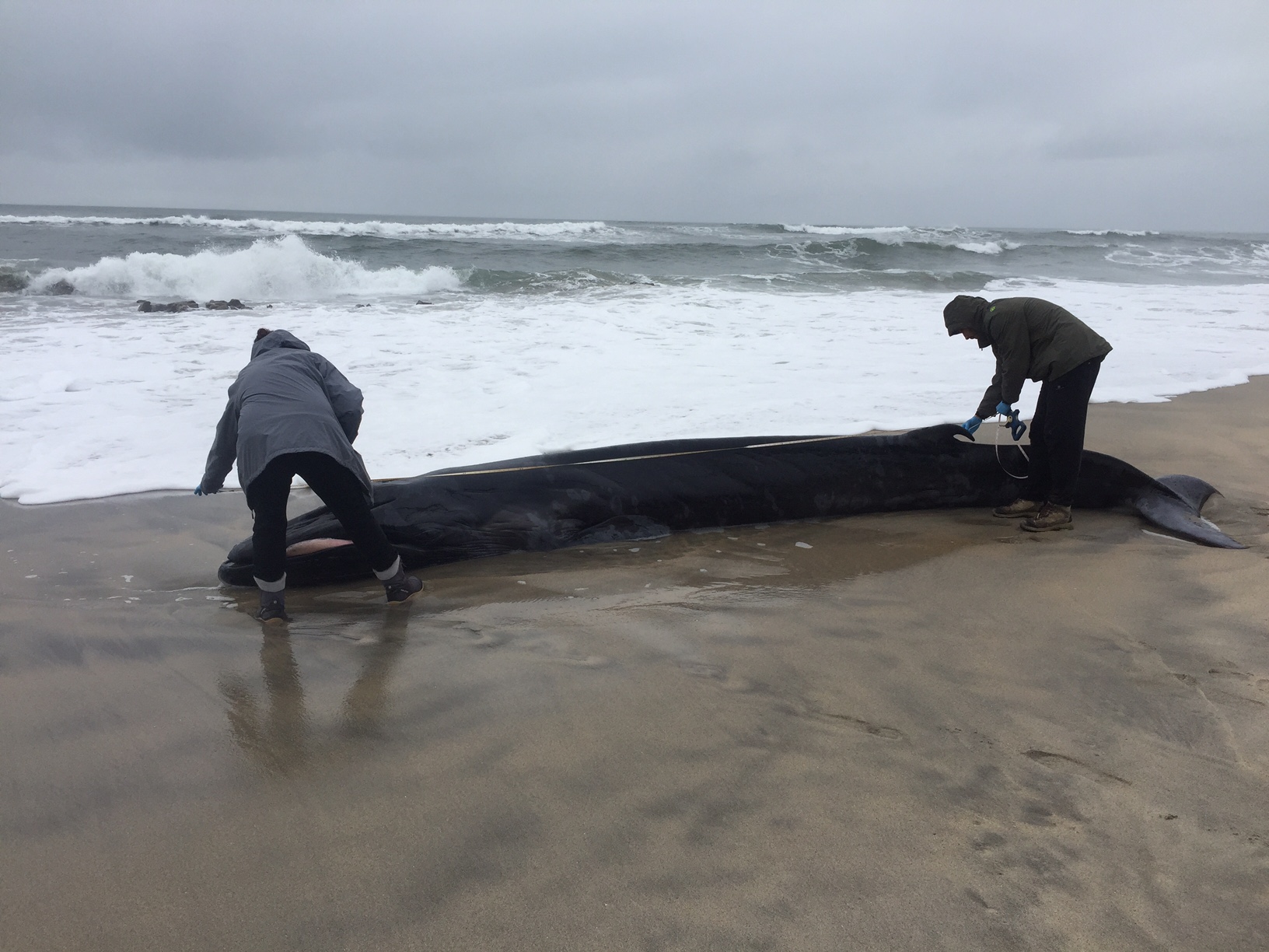 Cadáver de baleia-comum bebé e de golfinho removidos de praias de Viana