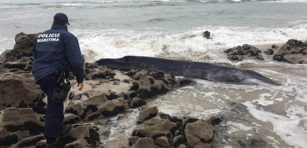 Praia de Paçô :Baleia bebé dá à costa com vida mas acaba por morrer apesar das tentativas para a salvar