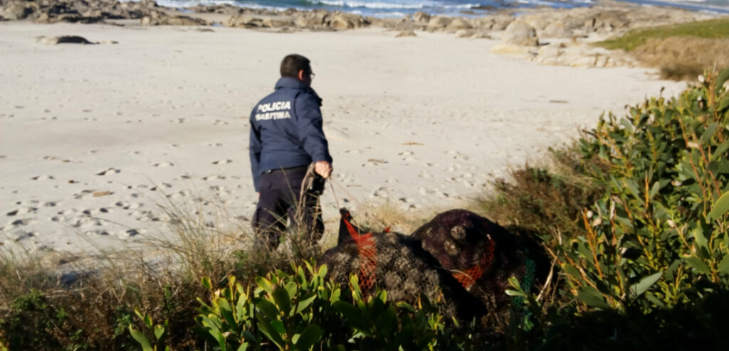 Polícia Marítima de Viana apreende 124 quilos de ouriços do mar, com valor comercial de quase 500 euros