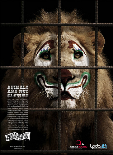 Ativistas dos direitos dos animais alertam para condições de circo montado em Viana