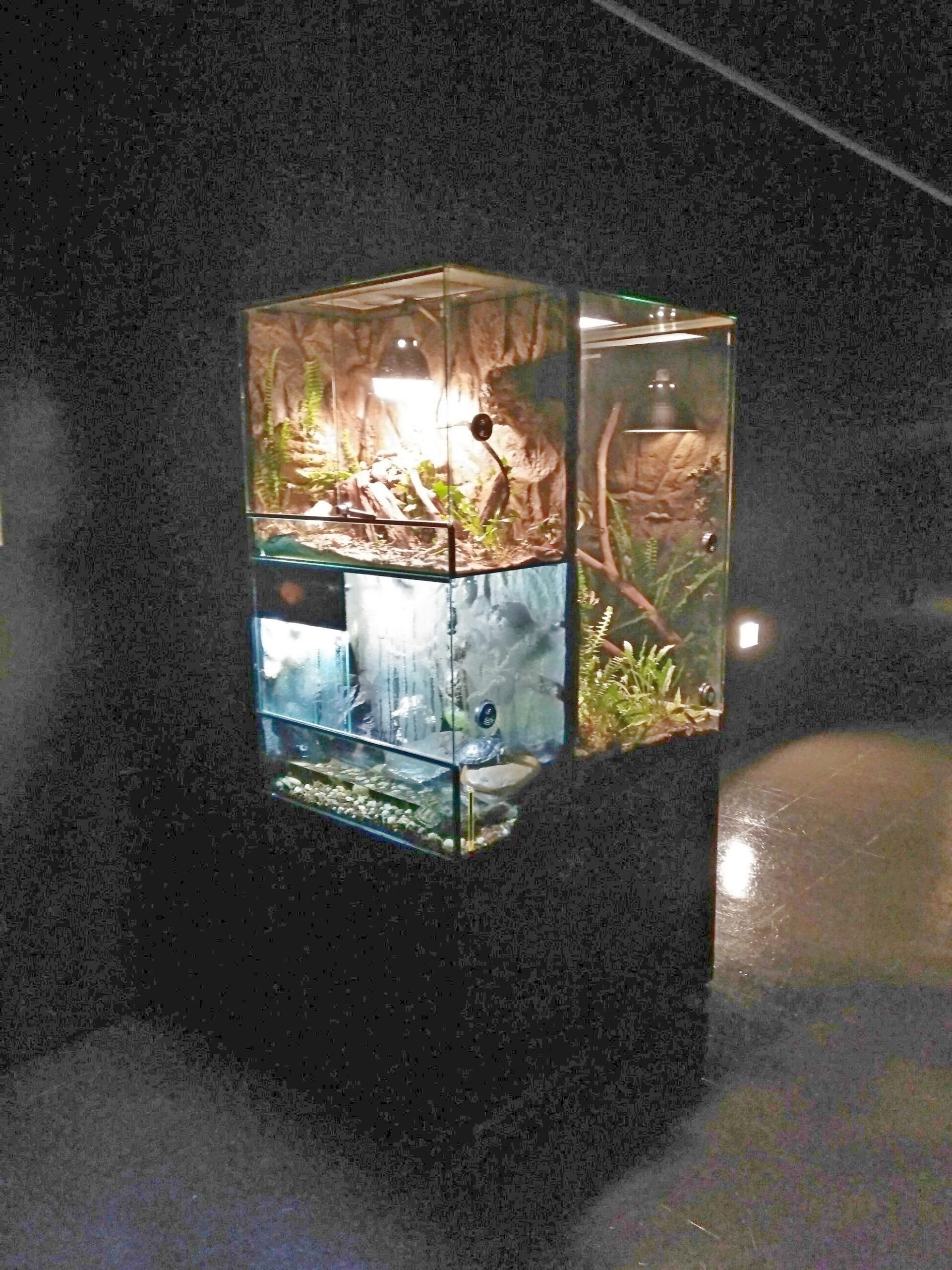 Aquamuseu de Vila Nova de Cerveira cria nova área para anfíbios e répteis