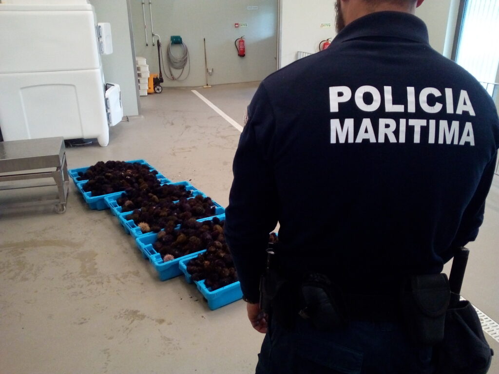 Polícia Marítima apreende 100 kg de ouriços-do-mar em Vila Praia de Âncora
