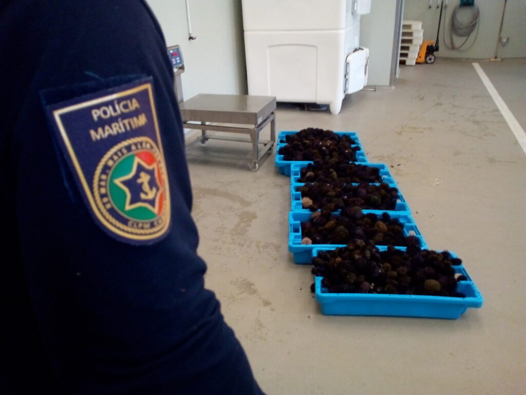 Polícia Marítima apreende 100 kg de ouriços-do-mar em Vila Praia de Âncora