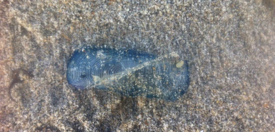 Medusas da espécie Velella dão à costa de Viana a Caminha