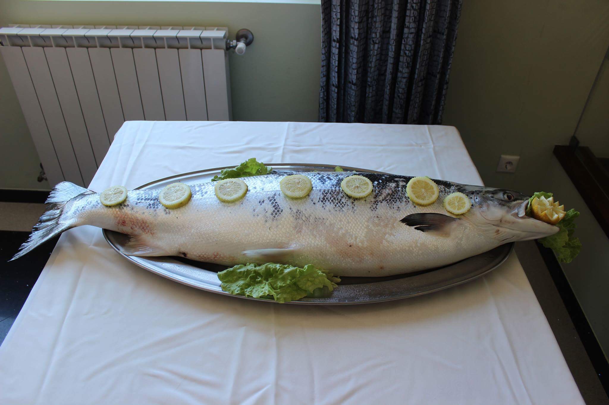 Vila Nova de Cerveira :Salmão de 13 quilos capturado no rio Minho
