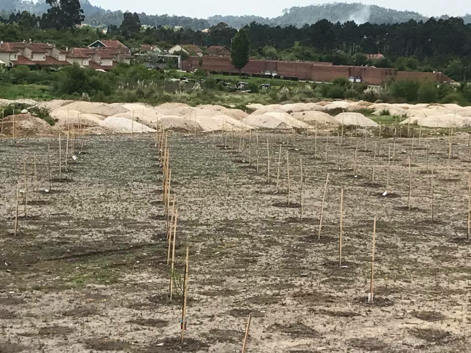 Colaboradores de empresa de Viana plantam mais de 100 árvores em bosque de Alvarães