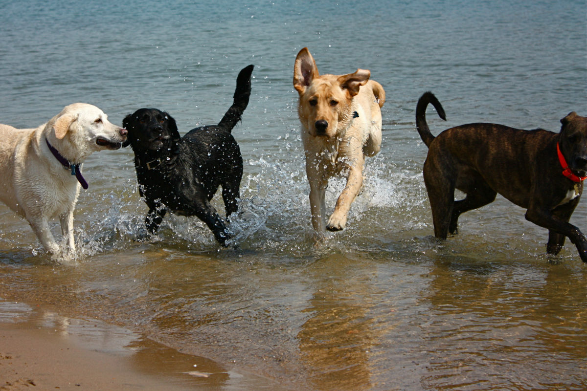 Inaugurada hoje em Viana a primeira praia para cães do norte, segunda do país