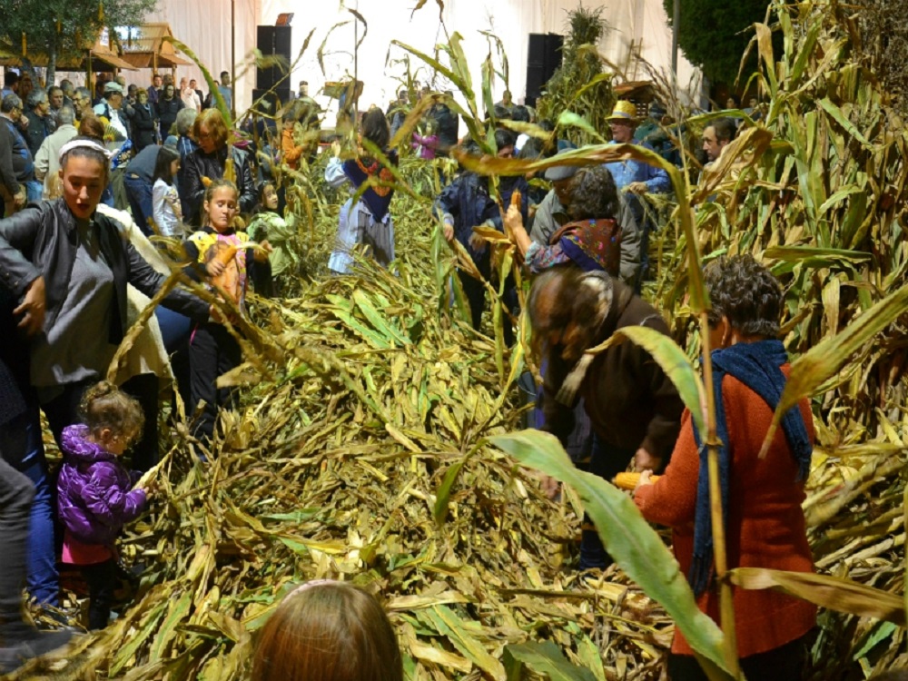 Desfolhada com vinhos e petiscos no fim de semana em Valença