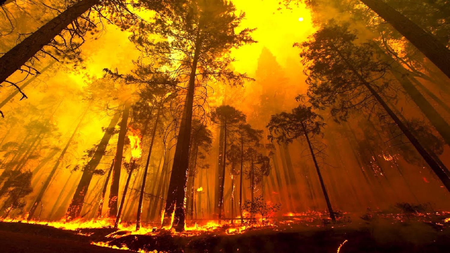 Proteção Civil alerta para risco de incêndios com subida das temperaturas
