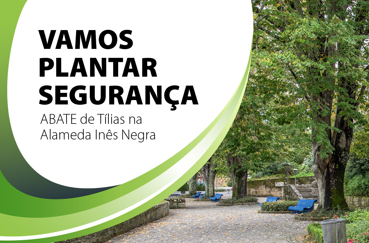 Câmara de Melgaço abate tílias que colocam em causa segurança das pessoas