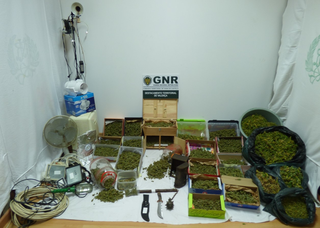 GNR desmantela em Monção duas estufas de cannabis e recupera artigos furtados