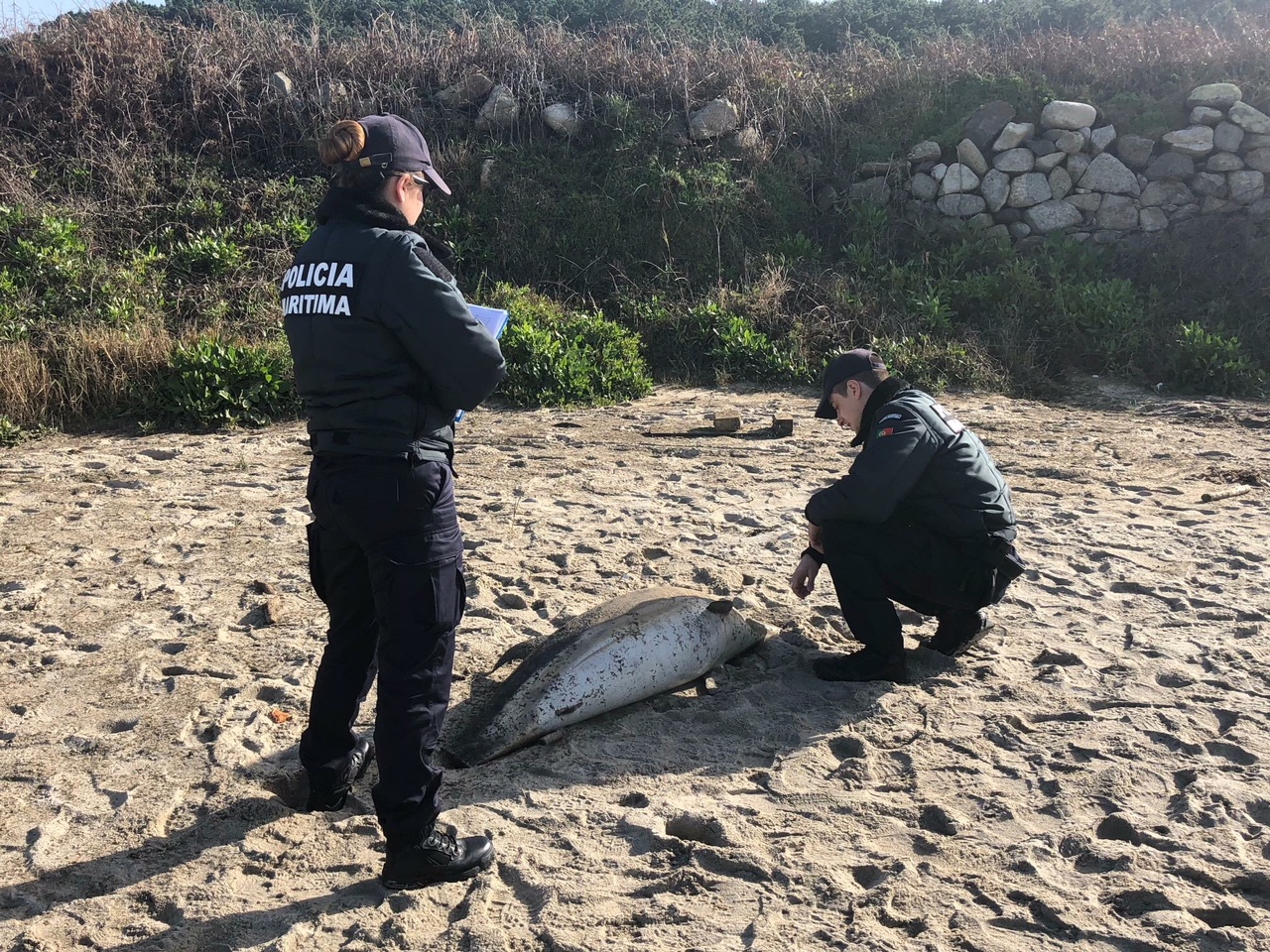 Cadáver de golfinho encontrado na Praia de Paçô