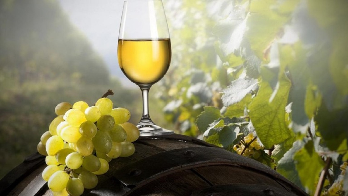 Da vinha ao vinho dá mote a tertúlia em Darque
