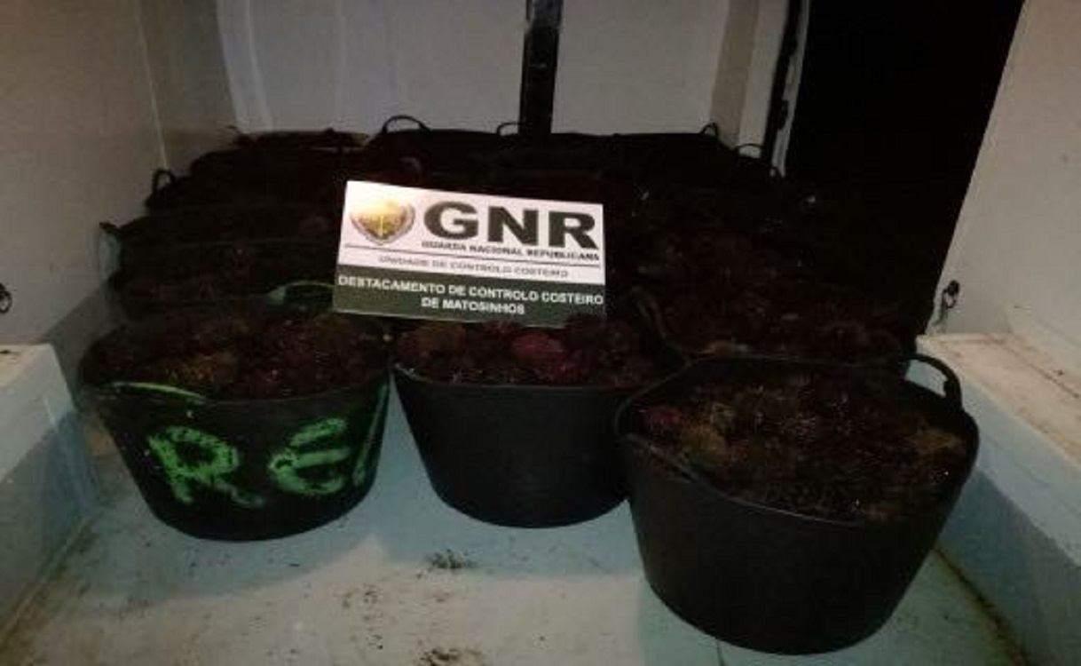 GNR apreende 245 quilos de ouriços-do-mar na costa em Viana do Castelo