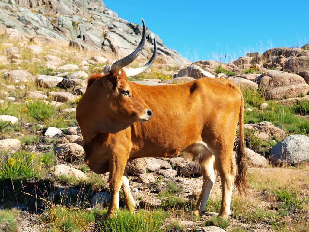 Vaca Barrosã entre raças autóctones portuguesas homenageadas pelos CTT em nova emissão de selos