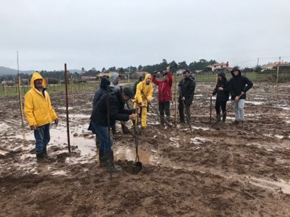 Grupo Folclórico de Alvarães planta 50 árvores nos 50 anos para “semear o futuro”.