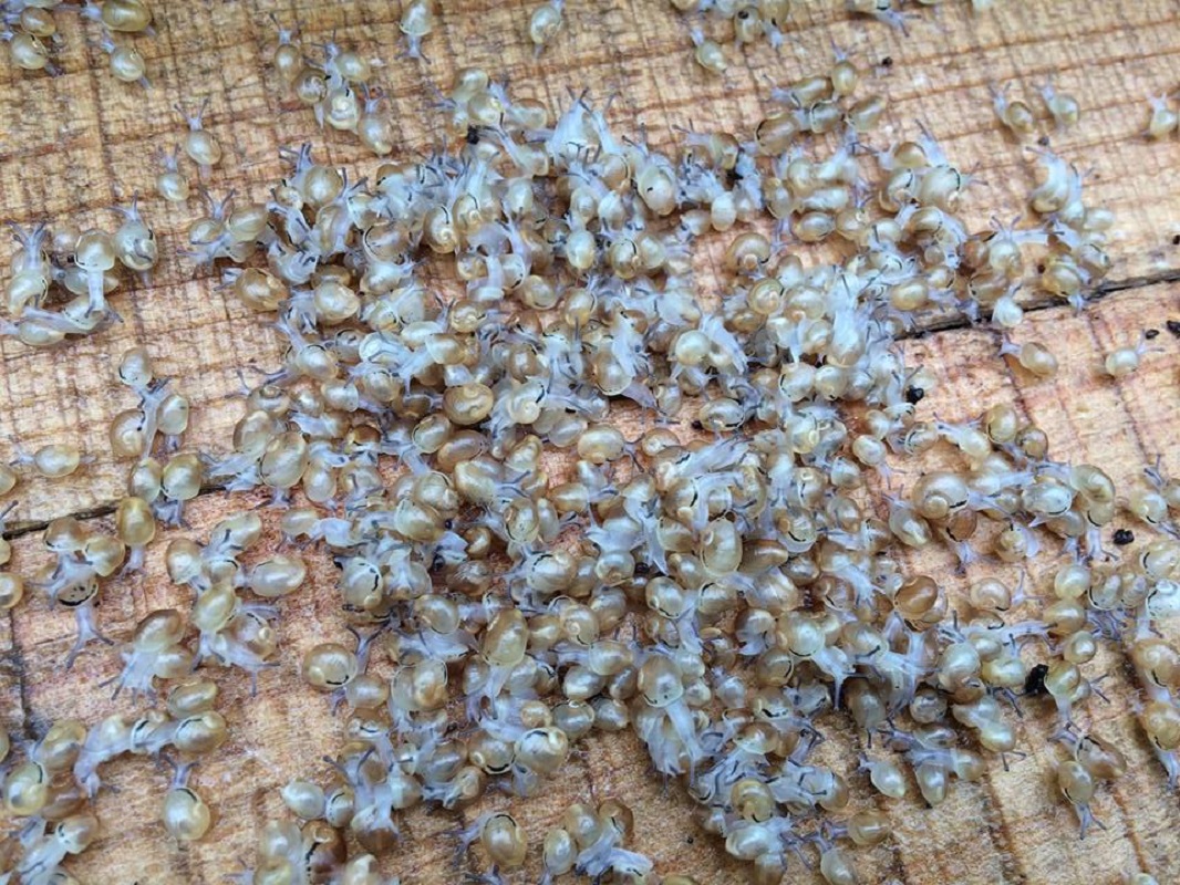 Primeira exploração de Paredes de Coura arranca produção com 600 mil caracóis