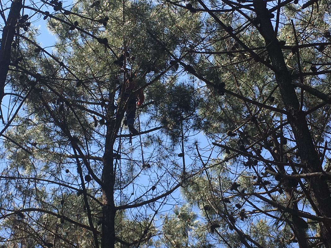Cerca de 30 quilos de pinhas recolhidas em Ponte de Lima para reflorestar 30 hectares de pinhal