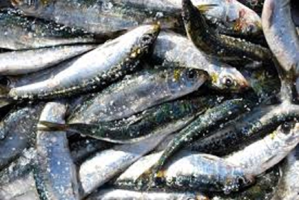 GNR apreende 980 quilos de sardinha em Viana do Castelo