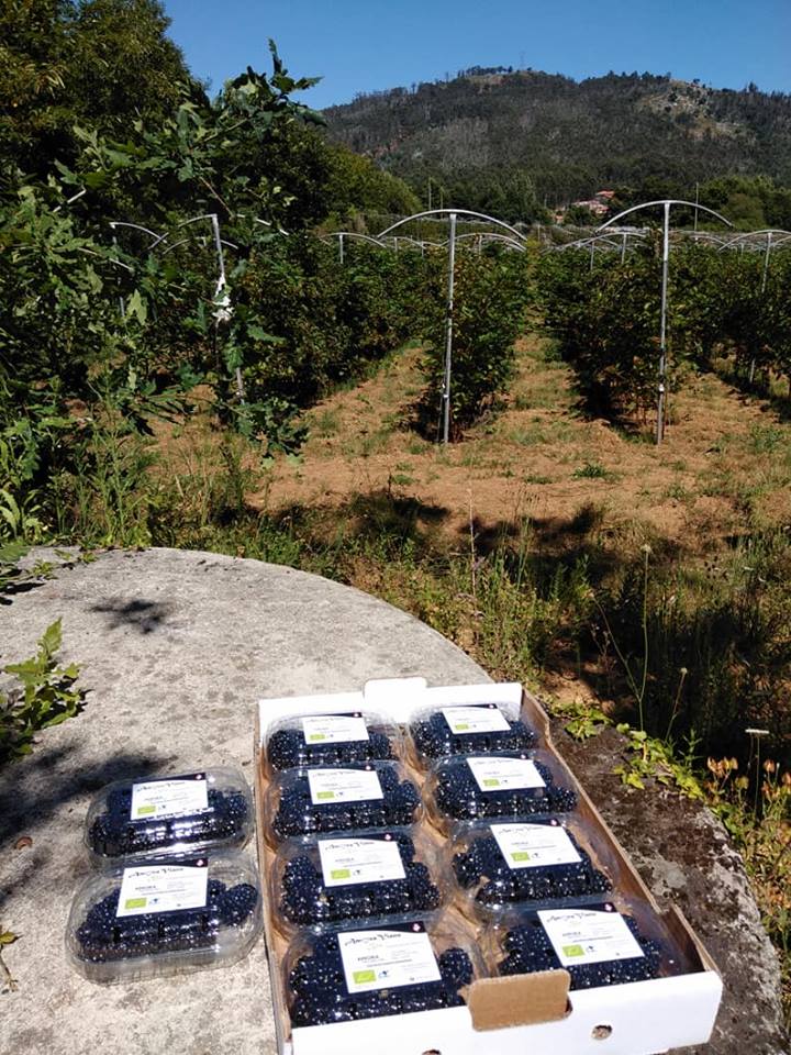 Plantação biológica em Viana produz “toneladas” de Amor(a) para a Europa
