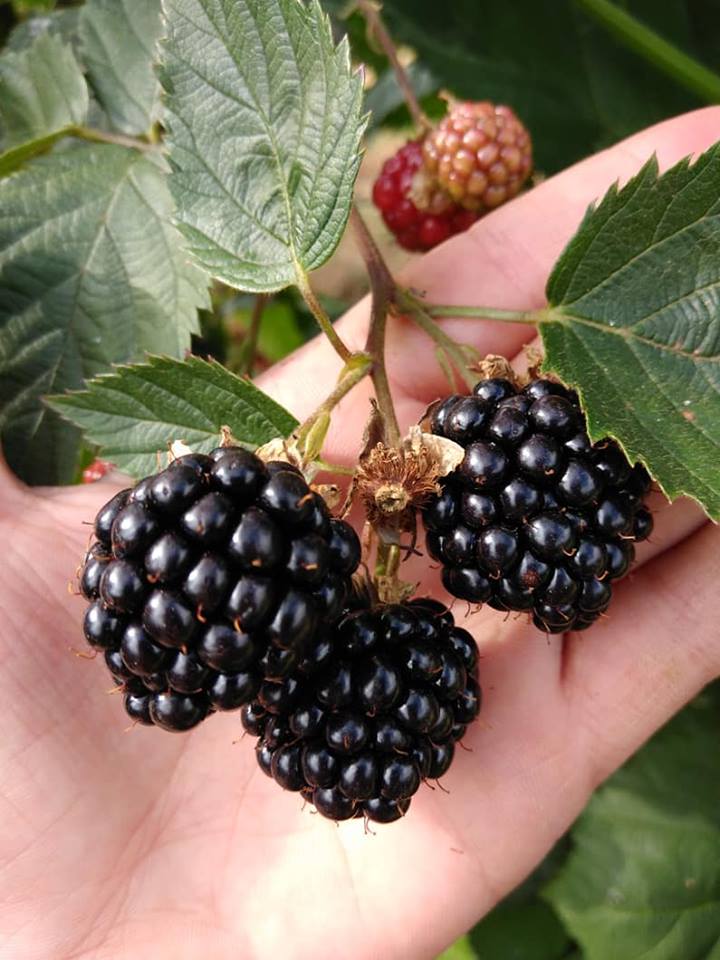 Plantação biológica em Viana produz “toneladas” de Amor(a) para a Europa