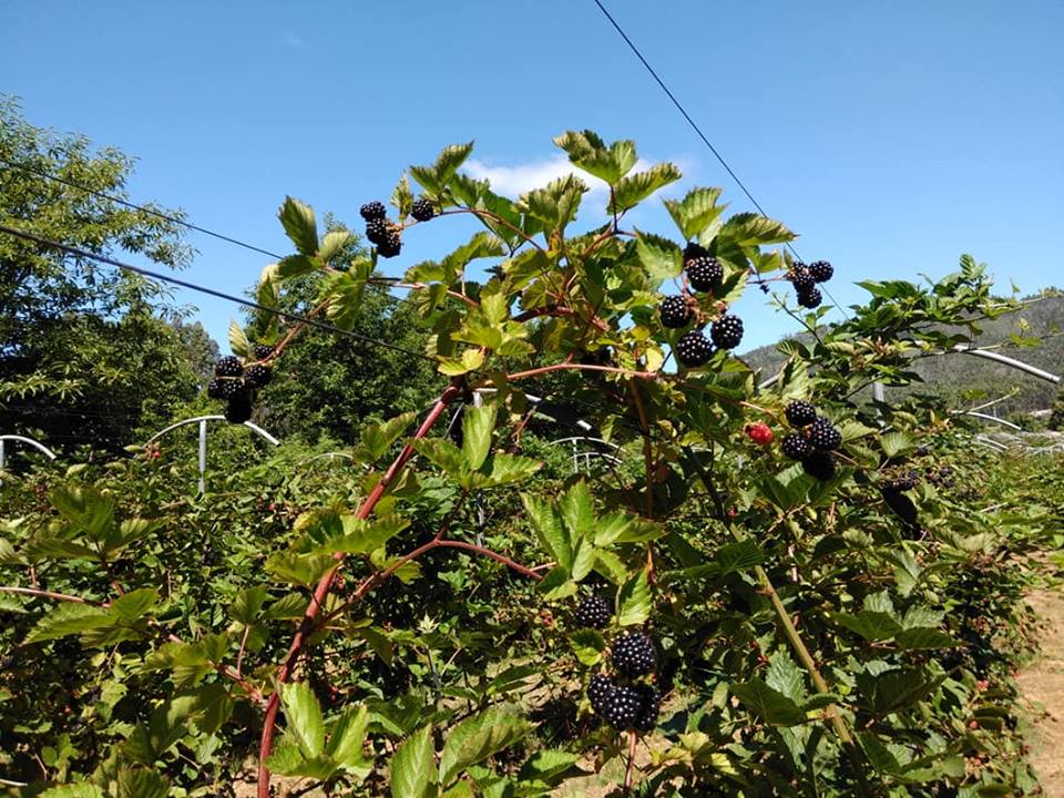 Plantação biológica em Viana produz “toneladas” de Amor(a) para a Europa