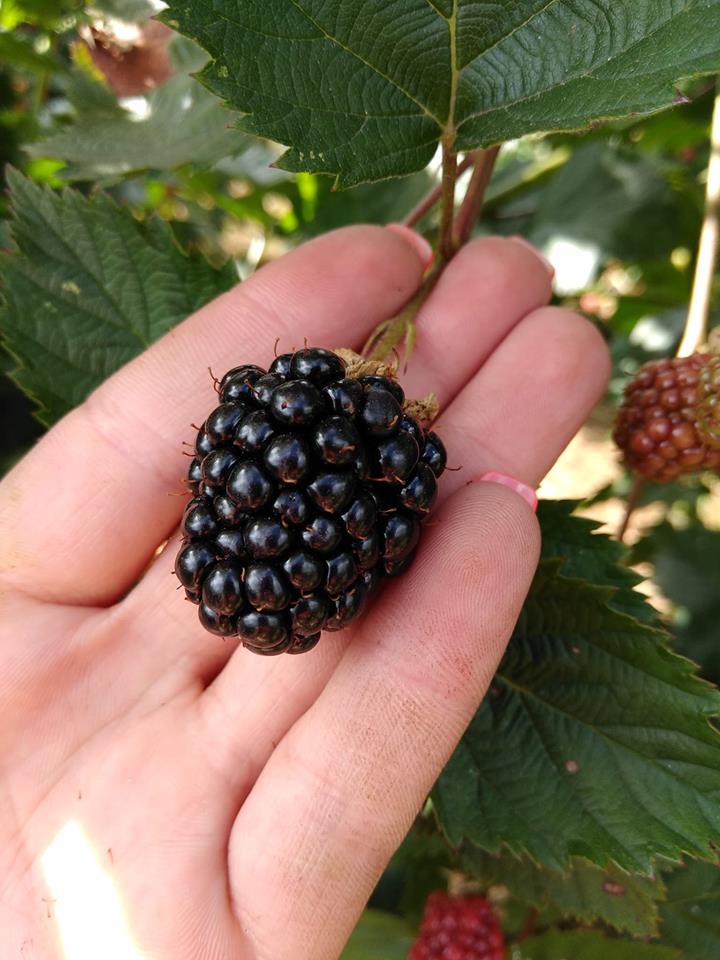 Plantação biológica em Viana produz “toneladas” de Amor(a) para a Europa