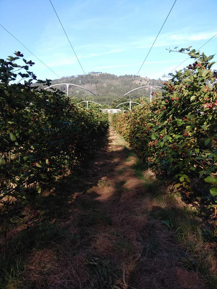Plantação biológica em Viana produz “toneladas” de Amor(a) para a Europa