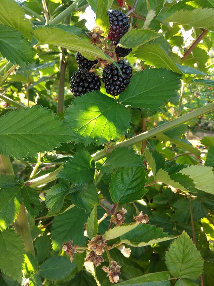 Plantação biológica em Viana produz “toneladas” de Amor(a) para a Europa