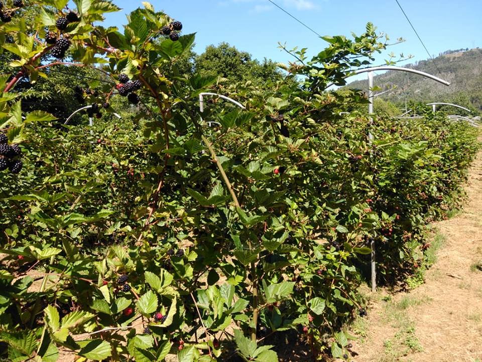 Plantação biológica em Viana produz “toneladas” de Amor(a) para a Europa