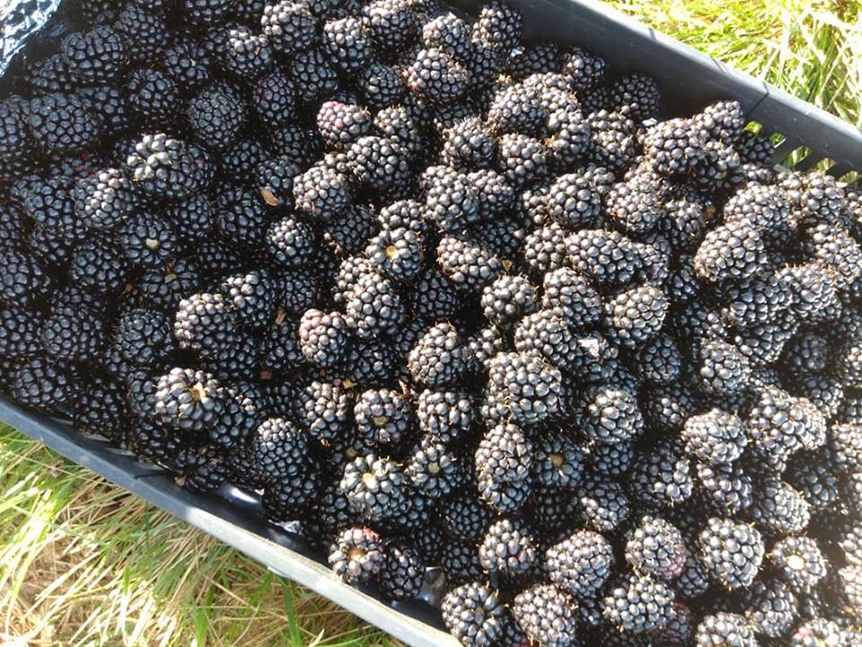 Plantação biológica em Viana produz “toneladas” de Amor(a) para a Europa
