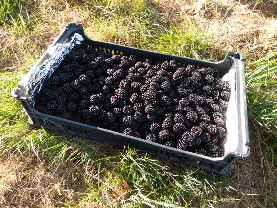 Plantação biológica em Viana produz “toneladas” de Amor(a) para a Europa
